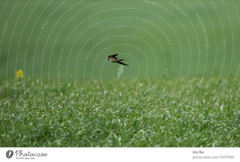 eine schwalbe macht noch keinen sommer Umwelt Natur Landschaft Pflanze Tier Sommer Gras Wiese Wildtier Vogel Flügel Schwalben 1 fliegen frei natürlich