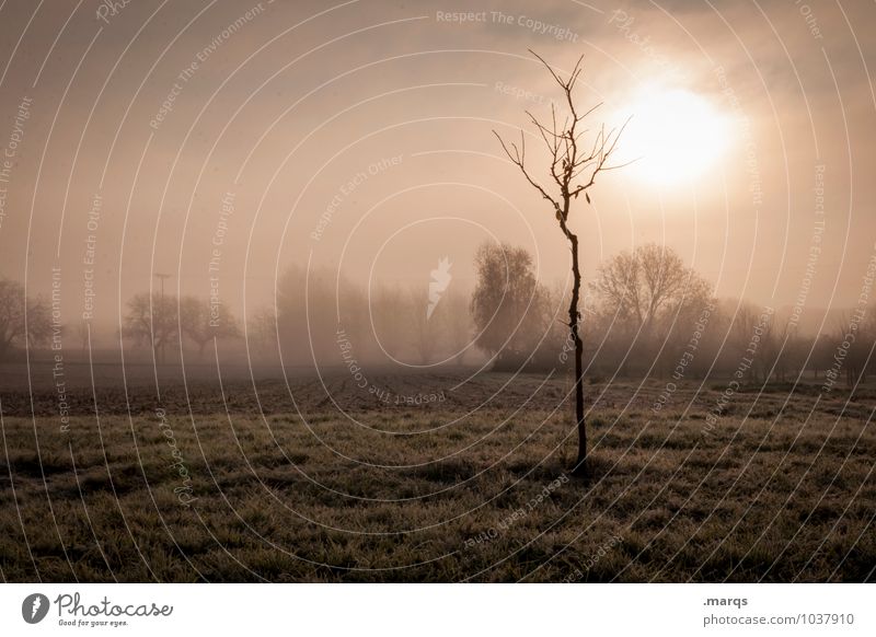 Morgengrauen Ausflug Umwelt Natur Landschaft Himmel Herbst Klima Nebel Baum Wiese Feld frisch natürlich Stimmung Beginn Einsamkeit Endzeitstimmung kahl Farbfoto