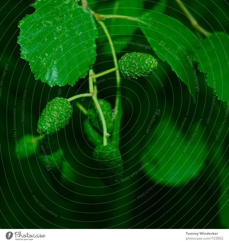 Alnus viridis oder Grüne Erle Baumstamm geschmeidig weich mürbe Erneuerung innovativ Renaissance Frühling Sommer grün Grünstich Waldsterben Reifezeit Pflanze
