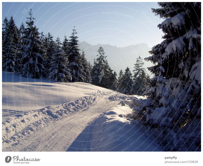 Winterspaziergang Garmischer Alpen Tanne schön Winterstimmung Hintergrundbild Bayern Garmisch-Partenkirchen traumhaft Berge u. Gebirge Schnee Landschaft Natur