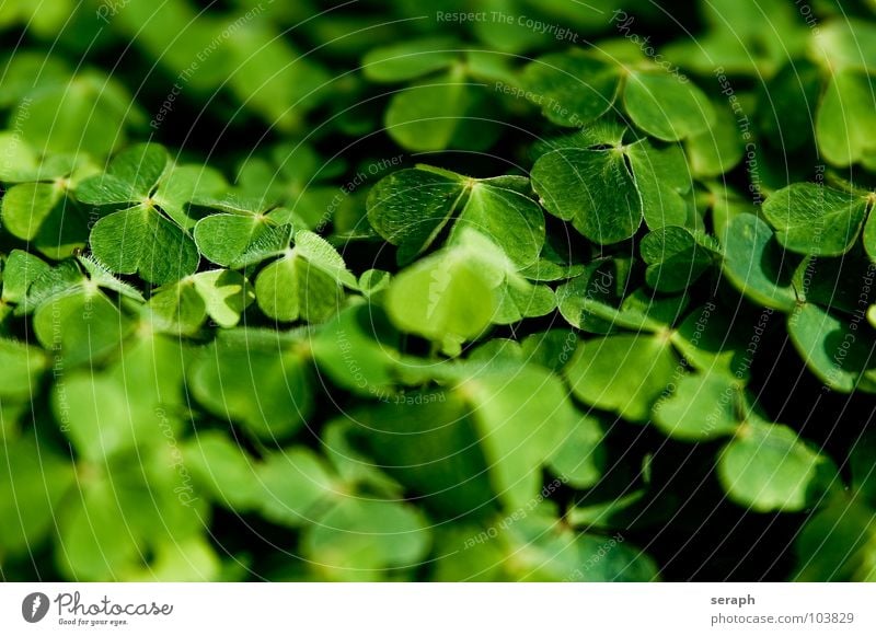 Waldklee Klee grün Kleeblatt Glück Glücksbringer Volksglaube dreiblättrig Natur Pflanze Heilpflanzen Glücksklee Sauerklee waldklee Schmetterlingsblütler
