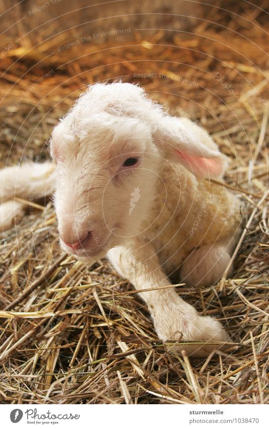 Hallo, da bin ich! - Lamm kurz nach der Geburt Tier Haustier Nutztier Fell Schaf 1 Tierjunges beobachten entdecken Lächeln liegen Freundlichkeit klein niedlich