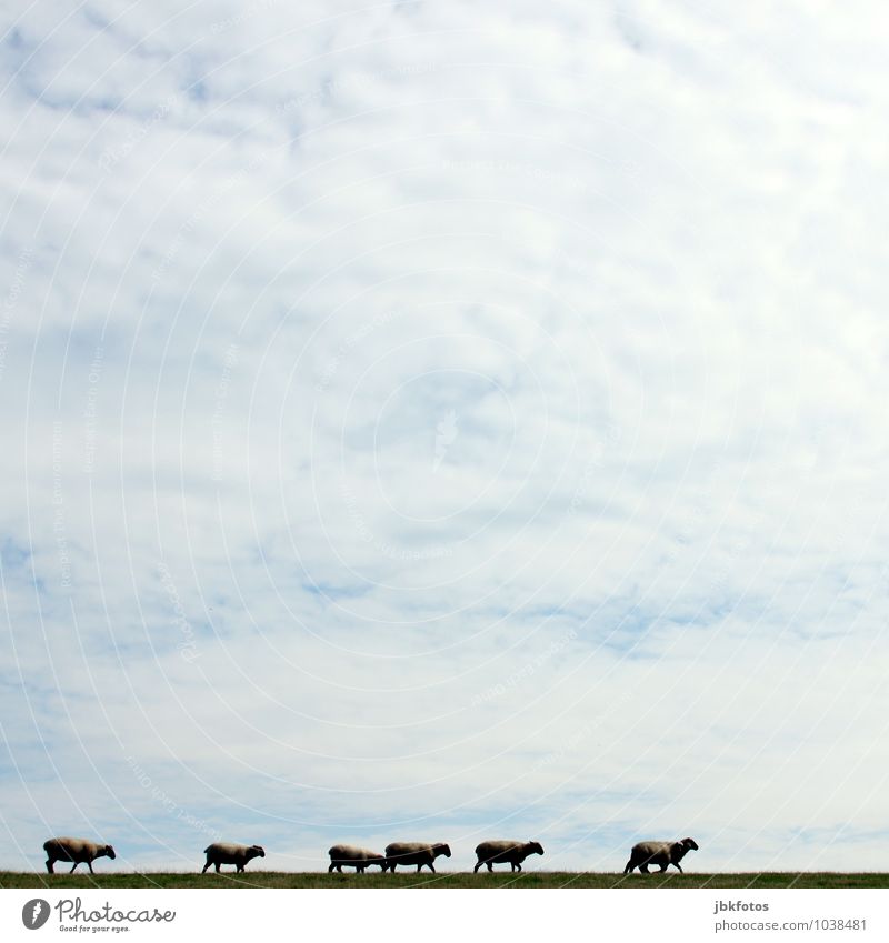 Mäh, nu wart doch mal! Umwelt Natur Landschaft Himmel Wolken Frühling Sommer Wiese Hügel Deich Nordsee Tier Nutztier Fell Schaf Lamm Tiergruppe Herde