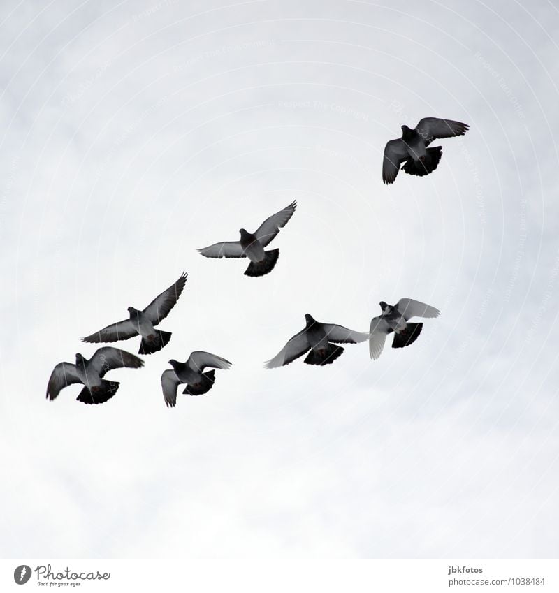 Flugshow Tier Nutztier Wildtier Vogel Flügel Taube Tiergruppe Schwarm Glück Freiheit Frieden Friedenstaube fliegen ratten der lüfte Luft Vogelschwarm