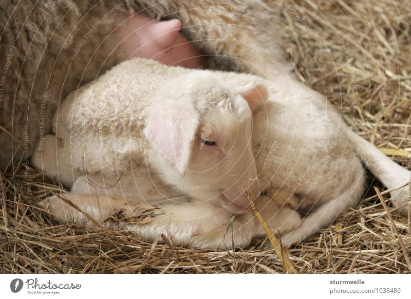 Bei Mama ist es am schönsten - Lamm einen Tag nach der Geburt Tier Haustier Nutztier Fell Schaf 1 Tierjunges Lächeln liegen träumen Freundlichkeit kuschlig