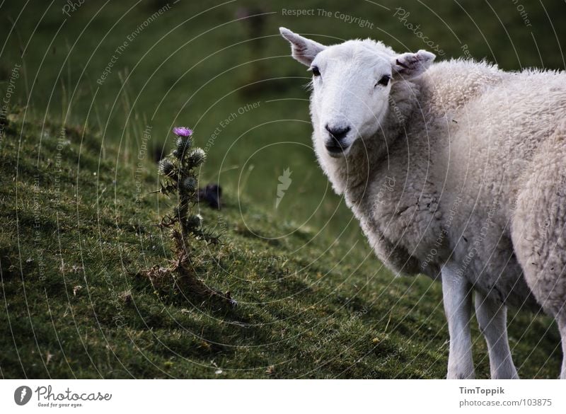 Nun Schafe wohl Distel Schaffell Pflanze mäh Wales Schottland Großbritannien Schafherde Schäfer Lamm Lammfleisch Berghang Weide Wiese Schafe scheren Natur grün
