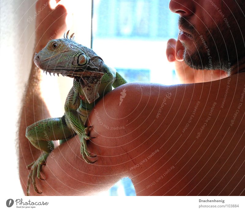 Der Leguanmann Leguane Mann Fenster nackt Oberkörper extravagant Haustier Drache Echsen Zoo Tier Reptil Terrarium Freundschaft vertauen Trauer Sicherheit