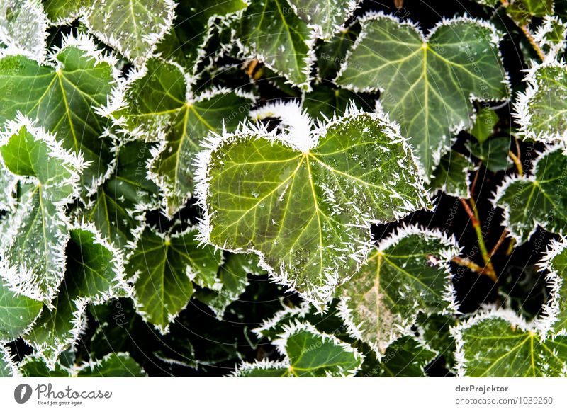 Brrrr, es wird kalt Umwelt Natur Landschaft Pflanze Urelemente Winter Schönes Wetter Eis Frost Blatt Grünpflanze ästhetisch elegant Efeu Raureif giftig