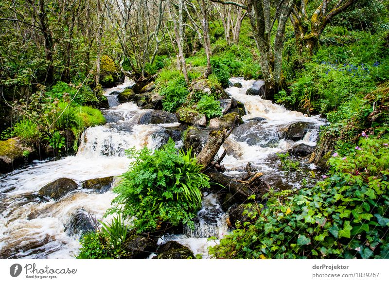 Wildwasserbach im Grünen Ferien & Urlaub & Reisen Tourismus Ausflug Freiheit Berge u. Gebirge wandern Umwelt Natur Landschaft Pflanze Tier Urelemente Frühling