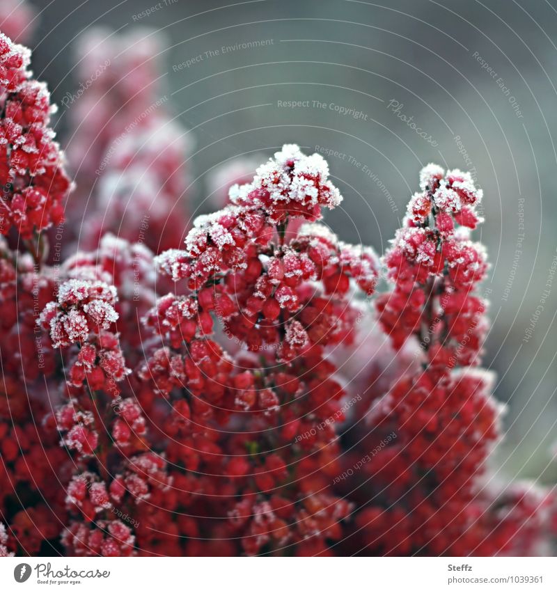 erster Frost im Herbstgarten Zierheide Heide heimisch Erica Calluna Calluna Vulgaris Glockenheide gefroren Kälteeinbruch Wintereinbruch Winterbeginn frostig