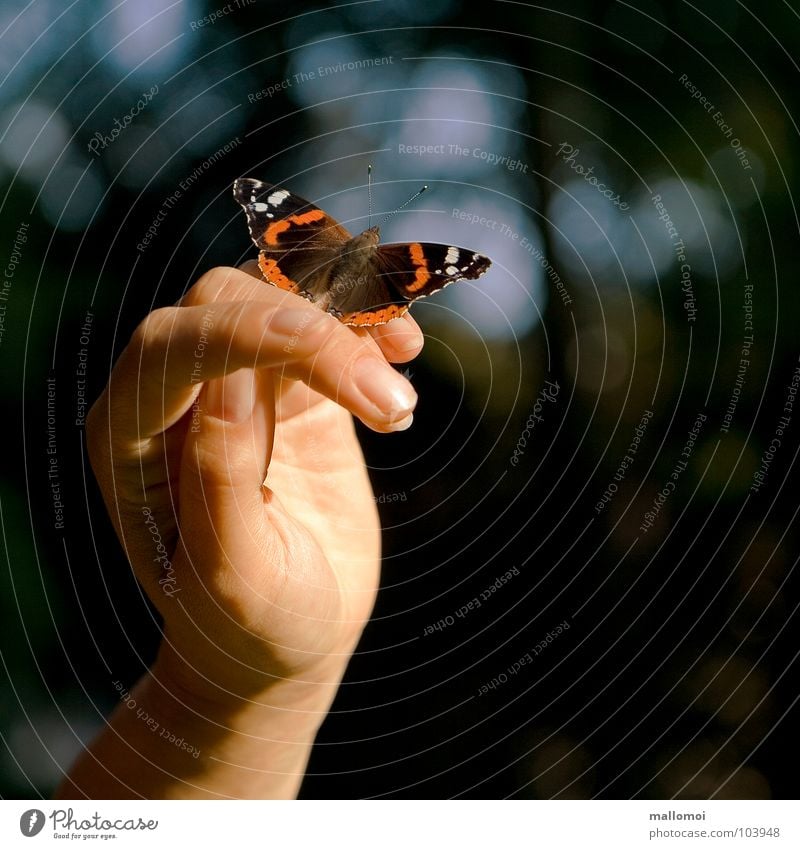 handzahm Haut Erholung ruhig Hand Finger Natur Schmetterling nah Gefühle Vertrauen Vorsicht Zufriedenheit Duft einzigartig Frieden Gelassenheit Glück Pause