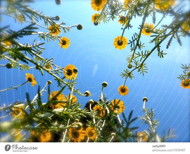 himmelwärts... Natur Pflanze Sommer Blume Sträucher Garten atmen Bewegung Blühend Duft leuchten ästhetisch frisch natürlich gelb Frühlingsgefühle Farbe Netzwerk