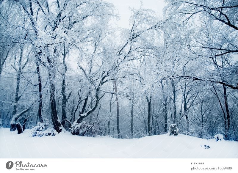 frozen forest Umwelt Natur Landschaft Winter Klima Schönes Wetter Eis Frost Schnee Schneefall Wald außergewöhnlich kalt natürlich schön blau ruhig träumen