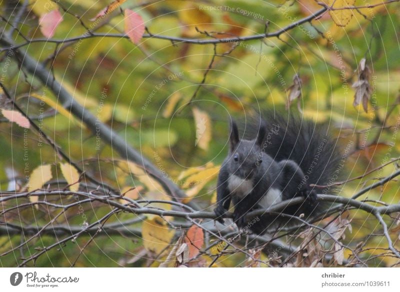 Hörnchen Wald Eichhörnchen 1 Tier Fressen sitzen springen sportlich niedlich oben braun grün schwarz Neugier elegant Leichtigkeit Pause Sicherheit Klettern
