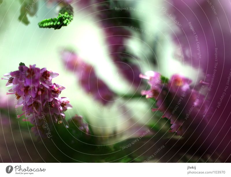 Frau Heidekraut Heidekrautgewächse Bergheide Pflanze Lebewesen violett Blüte klein Sträucher grün rosa Wiese Wachstum Reifezeit Sommer Natur buschig verzweigt