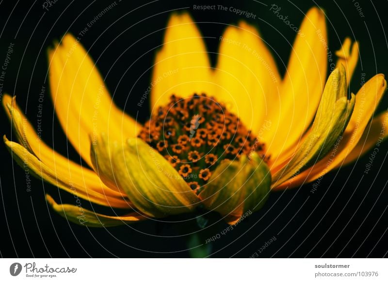 tolle Blume Blüte gelb schwarz grün Stengel Makroaufnahme Nahaufnahme Blühend Leben Garten
