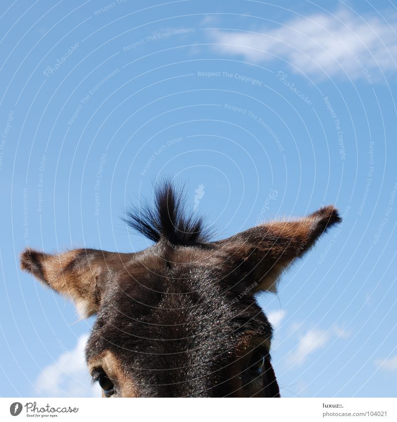 Donkey Punky Pferd Scheitel Hundeblick unschuldig Neugier Haare & Frisuren Mähne Dienstleistungsgewerbe Säugetier Pony Ohr lange ohren Blick stehfrisur büschel