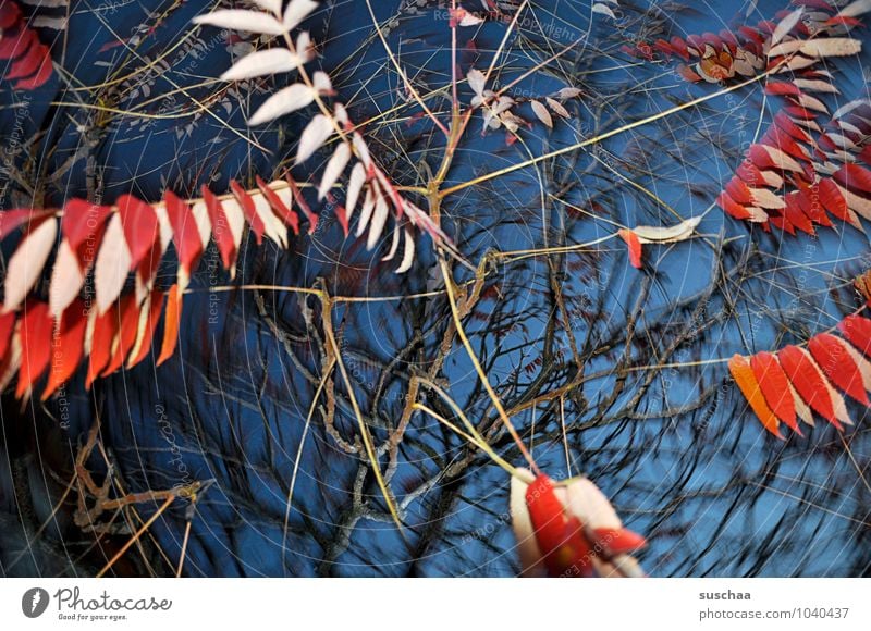 blattserie .. 4 Kunst Umwelt Natur Luft Himmel Herbst Sturm Baum Blatt außergewöhnlich blau rot Surrealismus rotieren Dynamik Zweige u. Äste leuchtende Farben