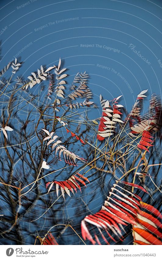 blattserie .. 7 Kunst Umwelt Natur Himmel Herbst Baum außergewöhnlich wild blau rot Surrealismus leuchtende Farben Farbfoto mehrfarbig Außenaufnahme Experiment