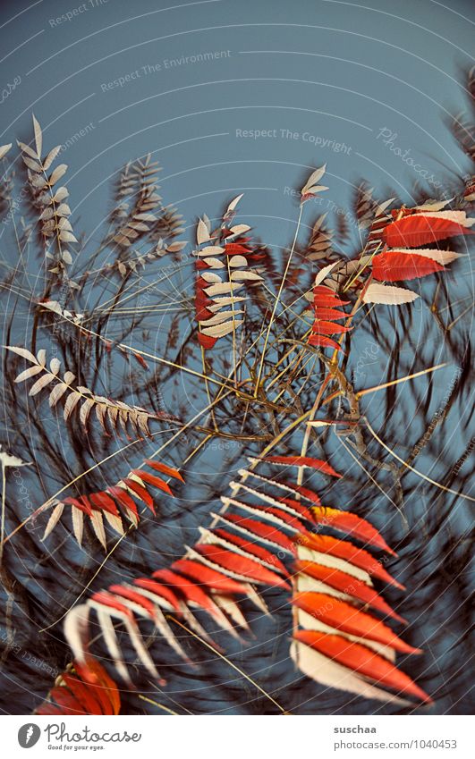 blattserie .. 6 Kunst Umwelt Natur Himmel Herbst Baum außergewöhnlich wild blau rot Surrealismus Blatt Zweige u. Äste Drehung Farbfoto mehrfarbig Außenaufnahme