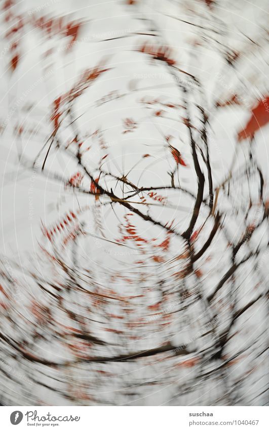 noch so'n verdrehdings Umwelt Natur Luft Himmel Herbst Blume grau rot rotieren Ast Zweig Blatt Dynamik Farbfoto Gedeckte Farben Außenaufnahme Experiment