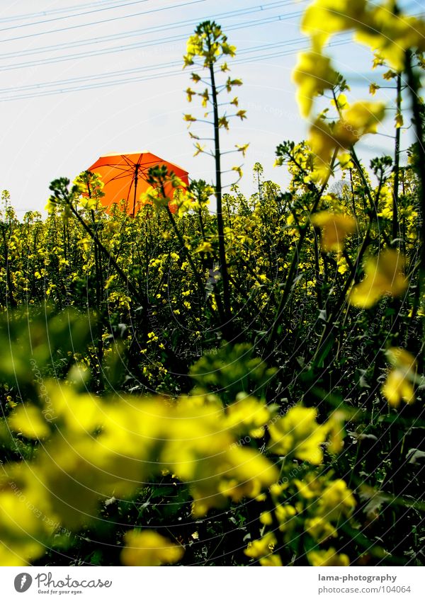Raps-Urwald genießen Sonnenbad ruhig träumen liegen Sommer Rapsfeld Feld Wiese Ackerbau Landwirtschaft Frühling springen Ähren gelb Blume Erholung