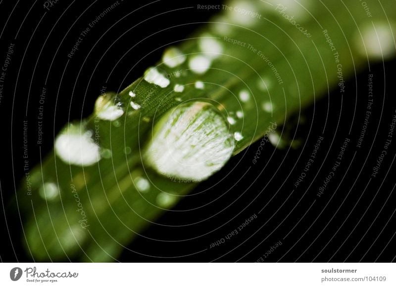 Tropf, tropf, tropf grün Pflanze Regen Gefäße nass Licht Frühling Wasser Makroaufnahme Nahaufnahme Blattgrün Rain Reflexion & Spiegelung Wassertropfen
