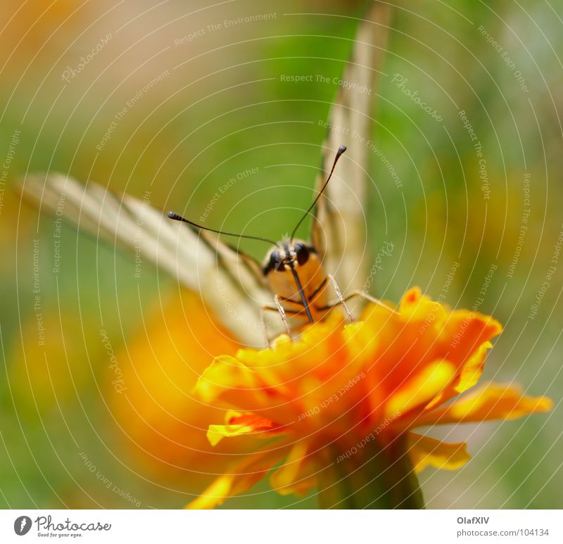 Besuch von einem Schwalbenschwanzschmetterling Makroaufnahme Schmetterling gelb Fühler Staubfäden saugen Pollen Blume durstig Tagetes Streifen weiß Insekt