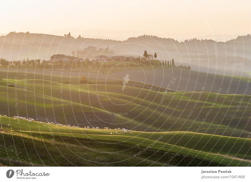 Auf dem toskanischen Feld grasendes Schaf in der Abendsonne. schön Haus Natur Landschaft Tier Himmel Wolken Horizont Baum Gras Wiese Hügel Dorf grün Italien
