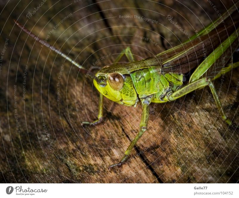 Flip der Grashüpfer Insekt Biene Maja klein grün springen hüpfen Körperhaltung Fühler Tier Lebewesen Sommer Salto Makroaufnahme Heuschrecke Natur animal Auge