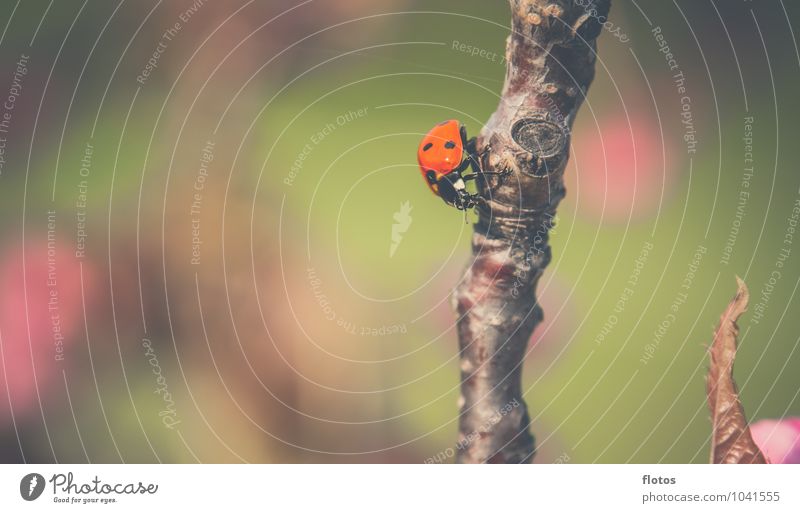 Käfer-Sonnenbad Tier Wildtier Marienkäfer 1 krabbeln sitzen braun grün rosa rot schwarz Natur Farbfoto Außenaufnahme Nahaufnahme Menschenleer Textfreiraum links