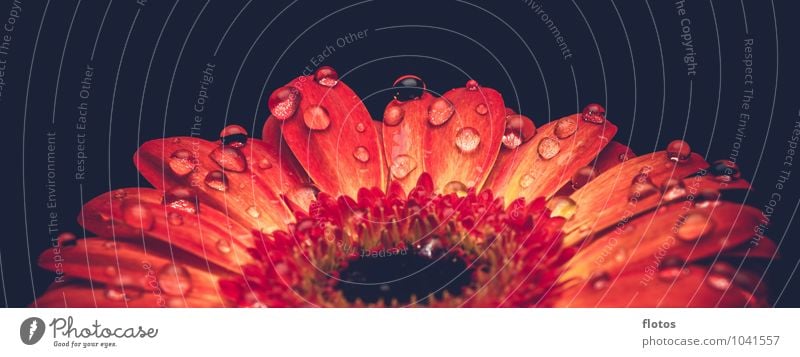 Wasserperlen Natur Pflanze Wassertropfen Sommer Blume Blüte exotisch Gerbera frisch nass schön gelb orange rot schwarz Farbfoto Innenaufnahme Studioaufnahme