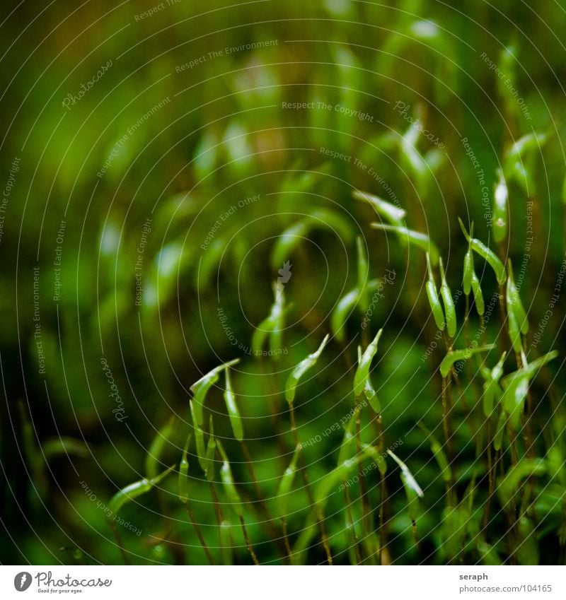 Moos Pflanze grün Hintergrundbild Laubmoos Bodendecker Sporen Symbiose Natur sporophyt mikro Flechten Makroaufnahme Botanik Wachstum Strukturen & Formen