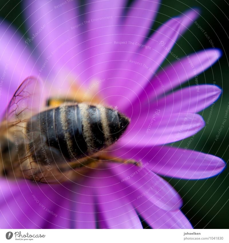Po Natur Pflanze Tier Blume Blüte Astern Park Nutztier Wildtier Biene 1 Souvenir Blühend Duft fliegen krabbeln rosa Sex ansammeln fleißig Verlässlichkeit
