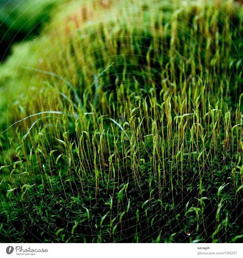 Moose Pflanze grün Hintergrundbild Laubmoos Bodendecker Sporen Symbiose Natur mikro Flechten Makroaufnahme Botanik Wachstum Strukturen & Formen Waldboden klein