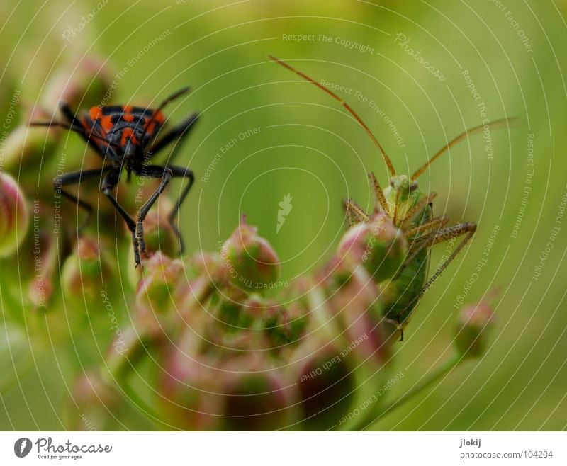 Meeting Schiffsbug Blüte Gras Fühler rot Insekt Natur Sitzung hüpfen krabbeln Hintergrundbild Sommer Käfer Heuschrecke Steppengrashüpfer ggrün Blühend flower