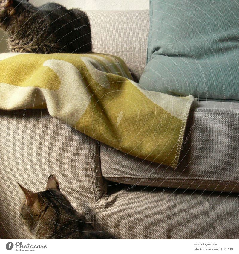 in eine richtung Sofa Katze hängen gestreift Stoff grün giftgrün Wolle Physik deckend kuschlig Kuscheln grau gemütlich lümmeln Fernsehen Material Wohnzimmer