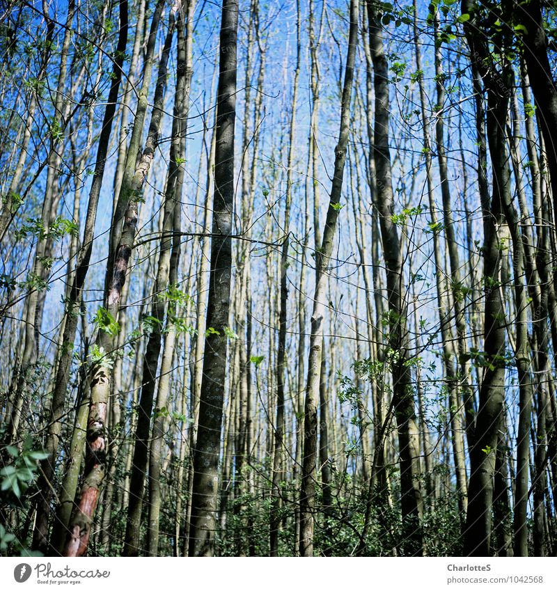 So Straight Landwirtschaft Forstwirtschaft Natur Landschaft Himmel Wolkenloser Himmel Frühling Sommer Schönes Wetter Baum Gras Sträucher Moos Feld Wald Urwald