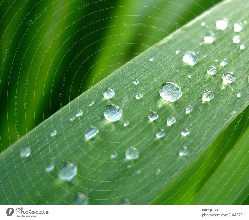 Nach dem Regen! Schilfrohr See Regenwasser rund grün Pflanze Seeufer Sommer frisch Wassertropfen Tropfen Blattadern Gefäße Reifezeit Wachstum Sträucher Klarheit