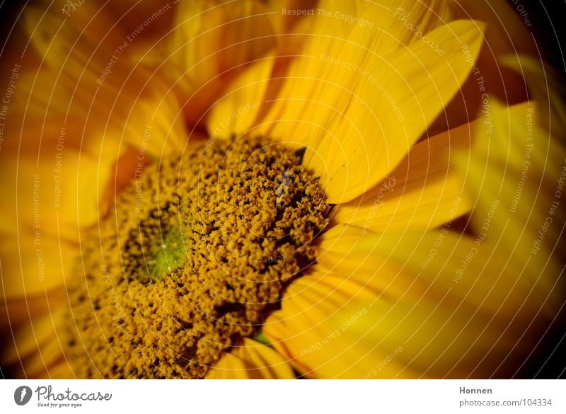 Sun In The Dark II Sonnenblume Korbblütengewächs gelb schwarz Pflanze Vase dunkel Bedecktsamer Zierpflanze Sommer Feld Reifezeit Wachstum Lieblingsblume Kerne