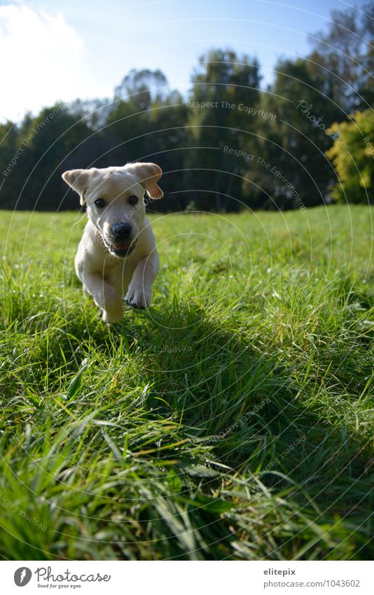 Tierisch Hund Natur grün ein lizenzfreies Stock Foto von Photocase