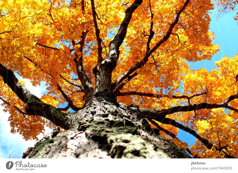 Farbenfreude Umwelt Natur Pflanze Himmel Wolkenloser Himmel Sonne Sommer Herbst Klima Schönes Wetter Baum Garten Park Wald ästhetisch elegant exotisch