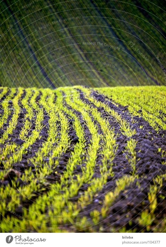 Es spriesst wieder auf den Feldern Getreide sprießen Jungpflanze Landwirtschaft Aussaat aufgehen grün frisch Leben Produkt Wellen Muster Strukturen & Formen