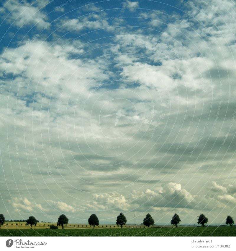 Weitblick Allee Baum Baumreihe Horizont Wolken Feld Landwirtschaft Symmetrie Genauigkeit Glätte ruhig Aussicht Wende Jahreszeiten Sommer Ebene Reihe Himmel