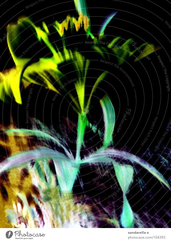 manaus Blume negativ Digitalfotografie digital grün blau Surrealismus Blüte Makroaufnahme Lilien Blütenblatt Detailaufnahme Farbe Verfremdung