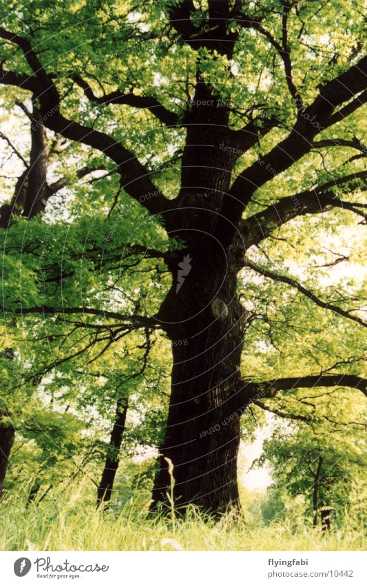 Der grüne Baum Eiche Park Wald Baumstamm tree oak garden großer garten Natur forest treetrunk