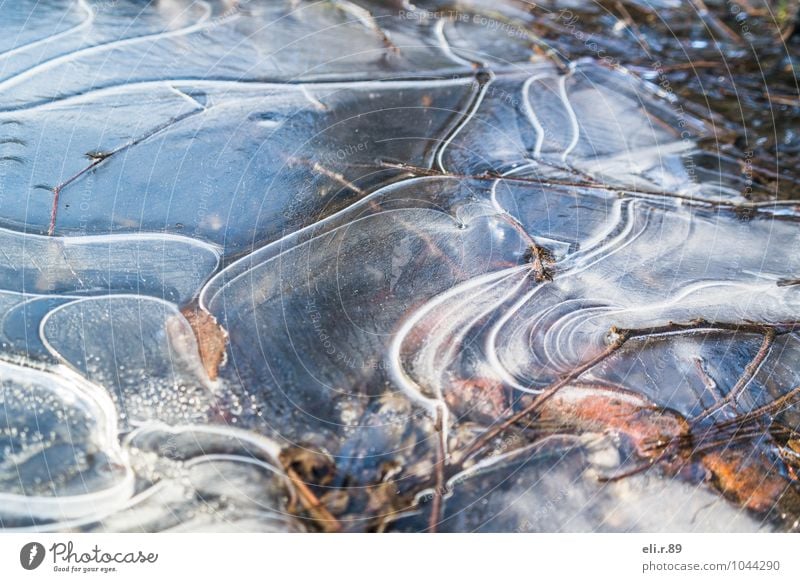 PfützenEis Spaziergang Natur Wasser Winter Frost Zweige u. Äste entdecken frieren kalt blau braun grau weiß ruhig Reinheit Farbfoto Gedeckte Farben