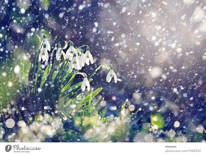 Frühentwickler Natur Frühling Winter Wetter Schönes Wetter Eis Frost Schneefall Pflanze Blume Blüte Schneeflocke Schneeglöckchen Frühlingsblume Frühblüher