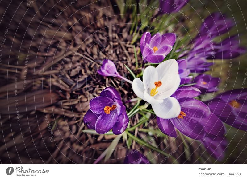 eyecatcher Natur Frühling Blume Blüte Krokusse Frühlingsblume Frühblüher natürlich violett weiß Frühlingsgefühle Farbfoto Außenaufnahme Textfreiraum links Tag