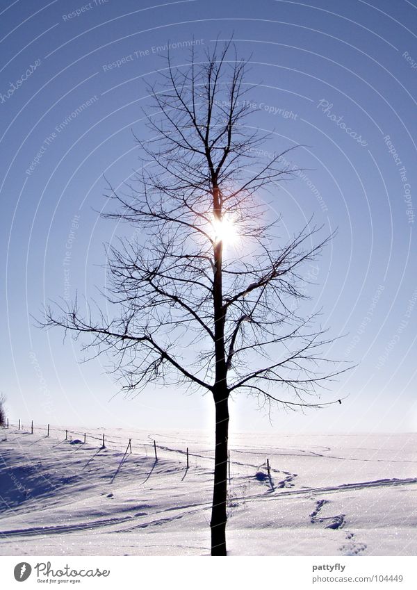versteckt... Baum Winter kalt frieren Sonne Schnee Himmel Frost